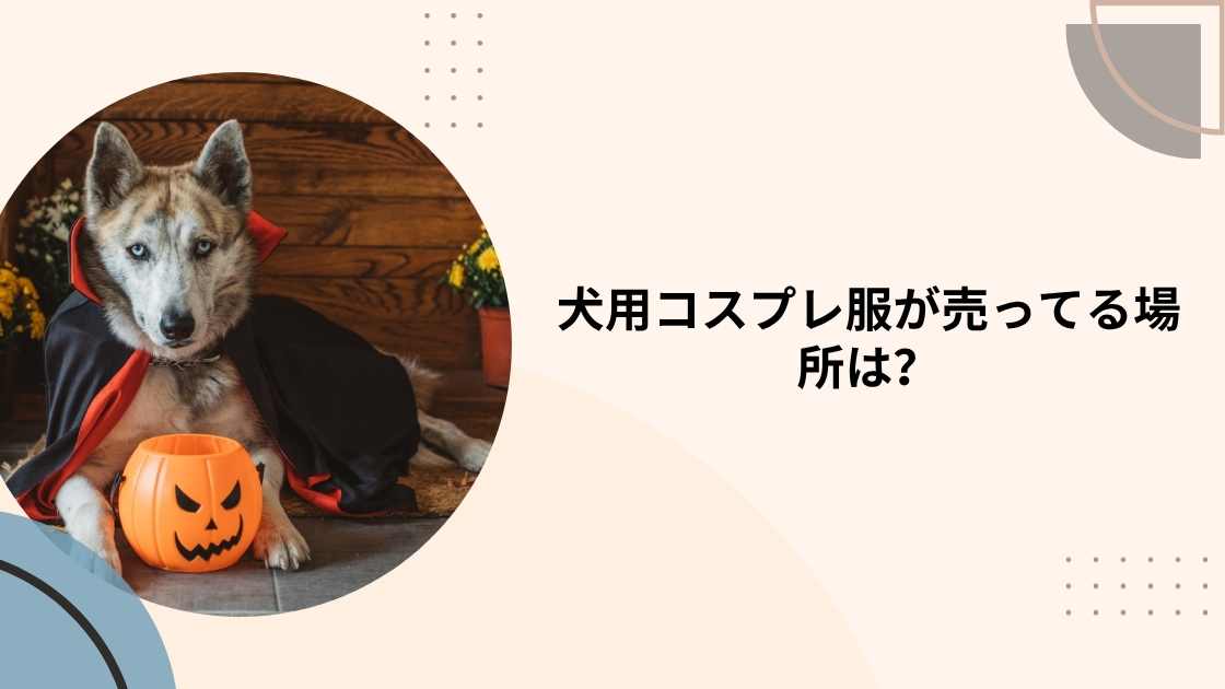 犬用コスプレ服が売ってる場所は?ハロウィンの衣装はダイソーやホームセンターなどで買える?