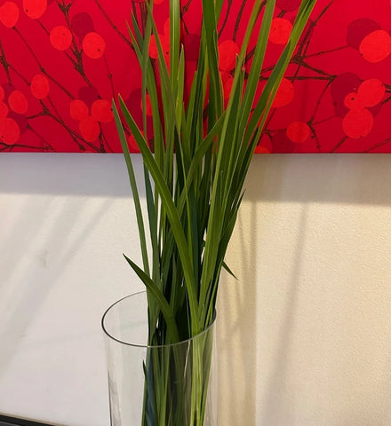 菖蒲湯の菖蒲はどこで買える?売ってる場所(販売店)は?