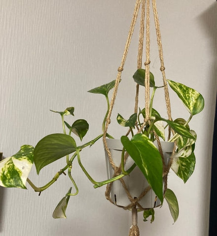 セリア観葉植物の選び方