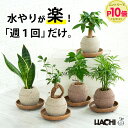 Plant001 p10