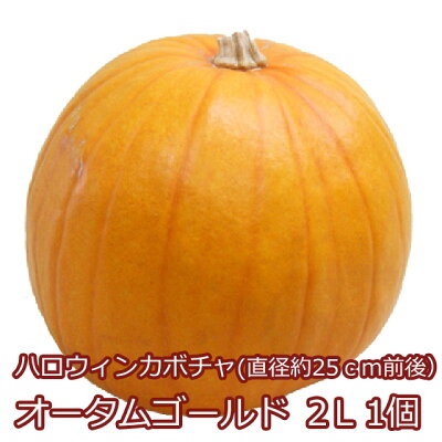 Panp oetamu 2l